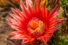 Arizona-Santa Cruz County Barrel cactus blossom and close-up Art Print